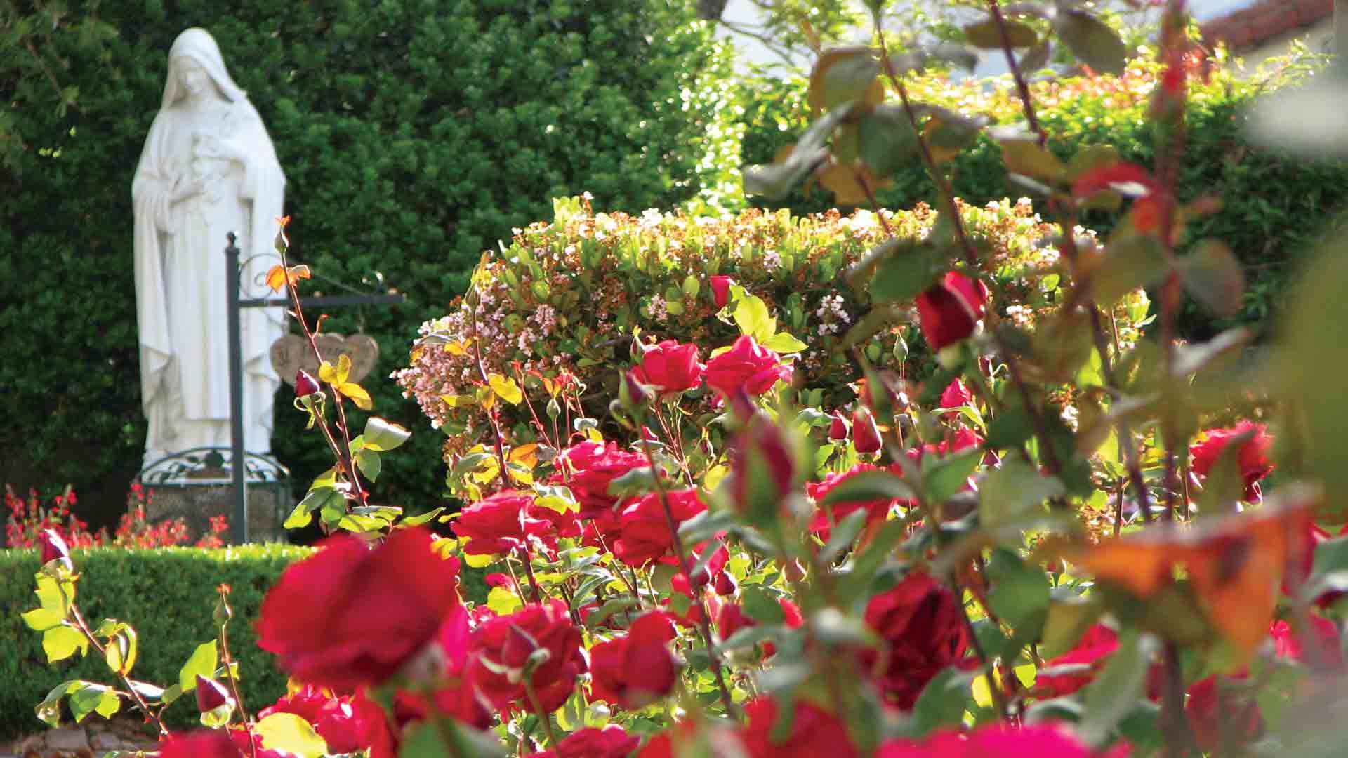 rose bushes with statue of Mary in background