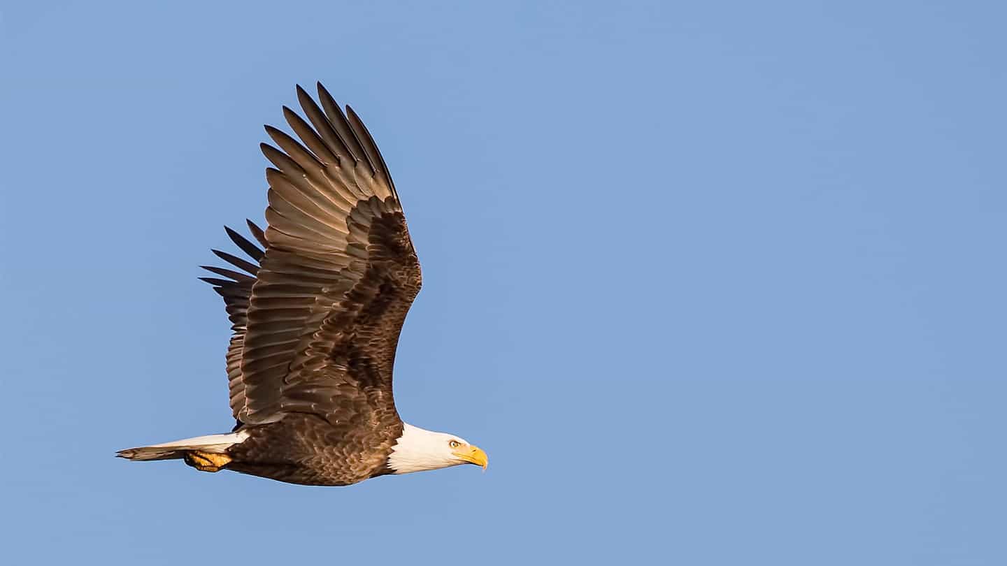 Eagle soaring in sky